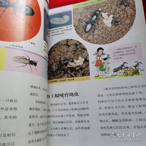 “数与量”视角下的蜻蜓、蝉与蚂蚁自然探索