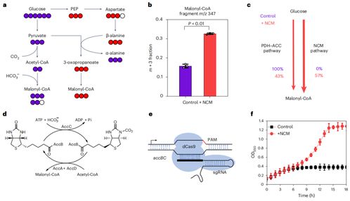 催化速率比天然途径高一千倍,科学家构建丙二酰辅酶a新合成途径,多杀菌素产量达到目前最高
